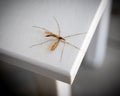 Common Crane Fly resting momentarily on table top Royalty Free Stock Photo