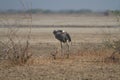 Common crane grooming itself in the arid lands of little rann of Kutch in Gujarat, India Royalty Free Stock Photo