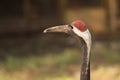 Common Crane or Grus