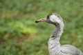 Common Crane or Grus