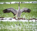 The common crane (Grus grus) dance on a freshly snowed branch in late spring Royalty Free Stock Photo