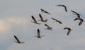 Common Crane Grus grus in flight Royalty Free Stock Photo