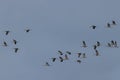 Common Crane Grus grus in flight Royalty Free Stock Photo