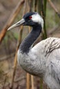 Common Crane (Grus grus)