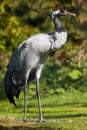 Common Crane (Grus grus)