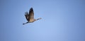 Common Crane - Grus grus, beautiful large bird from Euroasian fields and flying, amazing magical photo