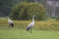 Common crane, Grus grus, in Biebrza national park, Poland Royalty Free Stock Photo