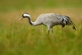 Common Crane, Grus grus, big bird in the nature habitat, Lake Hornborga, Sweden. Crane in the green grass. Wildlife scene from Eur