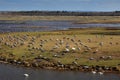 Common Crane, Grus grus, big bird in the nature habitat, Lake Hornborga, Sweden. Wildlife scene from Europe. Grey crane with long