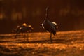 Common Crane, Grus grus, big bird in the nature habitat, Lake Hornborga, Sweden. Wildlife scene from Europe. Grey crane with long Royalty Free Stock Photo