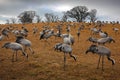 Common Crane, Grus grus, big bird in the nature habitat, Lake Hornborga, Sweden. Wildlife scene from Europe. Grey crane with long Royalty Free Stock Photo