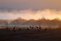 Common Crane, Grus grus, big bird in the nature habitat, Lake Hornborga, Sweden. Wildlife scene from Europe. Grey crane with long