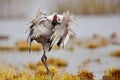 Common Crane, Grus grus, big bird in the nature habitat, Lake Hornborga, Sweden. Wildlife scene from Europe. Grey crane with long Royalty Free Stock Photo