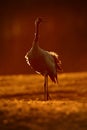 Common Crane, Grus grus, big bird in the nature habitat, Lake Hornborga, Sweden. Wildlife scene from Europe. Grey crane with long Royalty Free Stock Photo