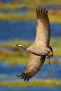 Common Crane, Grus grus, big bird in the nature habitat, Lake Hornborga, Sweden. Wildlife scene from Europe. Grey crane with long Royalty Free Stock Photo
