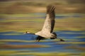 Common Crane, Grus grus, big bird in the nature habitat, Lake Hornborga, Sweden. Wildlife scene from Europe. Grey crane with long Royalty Free Stock Photo