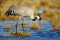 Common Crane, Grus grus, big bird in the nature habitat, Lake Hornborga, Sweden. Wildlife scene from Europe. Grey crane with long Royalty Free Stock Photo
