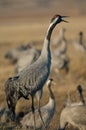 Common crane Grus grus calling in the Gallocanta Lagoon.