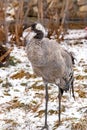 Common crane. Grus grus. Royalty Free Stock Photo