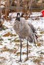 Common crane. Grus grus. Royalty Free Stock Photo