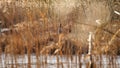 Common crane (Grus grus) feeding in the grass near the lake. Meeting of two big birds. Mating season Royalty Free Stock Photo