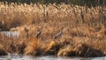 Common crane (Grus grus) feeding in the grass near the lake. Meeting of two big birds. Mating season Royalty Free Stock Photo