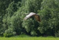 Common crane Grus grus in flight Royalty Free Stock Photo