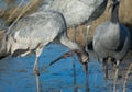 Juvenile common crane scratching in a lagoon.