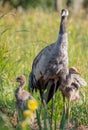 The common crane - Grus grus - male bird with two juveniles