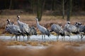 Common crane Grus grus in the wild. Early morning on swamp erens.