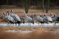 Common crane Grus grus in the wild. Early morning on swamp erens.