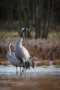 Common crane Grus grus in the wild. Early morning on swamp erens.