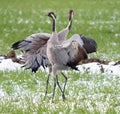 The common crane (Grus grus) pair dance on a freshly snowed branch in late spring. Royalty Free Stock Photo