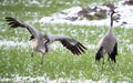 The common crane (Grus grus) pair dance on a freshly snowed branch in late spring. Royalty Free Stock Photo