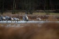 Common crane Grus grus in the wild. Early morning on swamp erens.