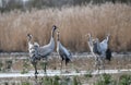 Common crane Grus grus in the wild. Early morning on swamp erens.