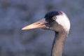 Common Crane head Royalty Free Stock Photo