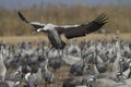 Common crane landing Royalty Free Stock Photo