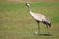 Common crane