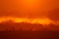 Common Crane sunrise, Grus grus, big birds in the nature habitat, Lake Hornborga, Sweden. Wildlife scene from Europe. Grey crane