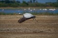 Common crane taking off Royalty Free Stock Photo