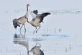 Common crane in Upper Lusatia