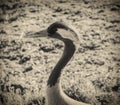 Common Crane - Washington Wetlands Centre