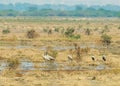 Common Crane in a wet land Royalty Free Stock Photo