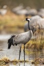 Common crane Royalty Free Stock Photo