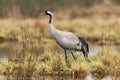 Common crane Royalty Free Stock Photo
