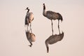 Common cranes