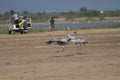 Common cranes bird taking off in the wetlands of little rann of kutch and tourists in the background Royalty Free Stock Photo