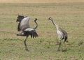 Common cranes