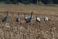 Common cranes, Mecklenburg, Germany